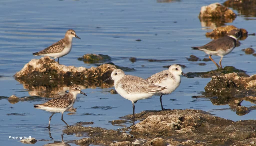 Sanderling - ML623975685