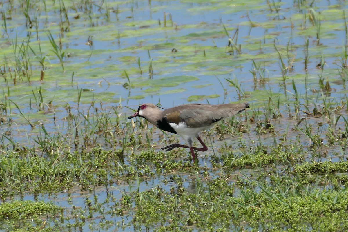 Southern Lapwing - ML623975688