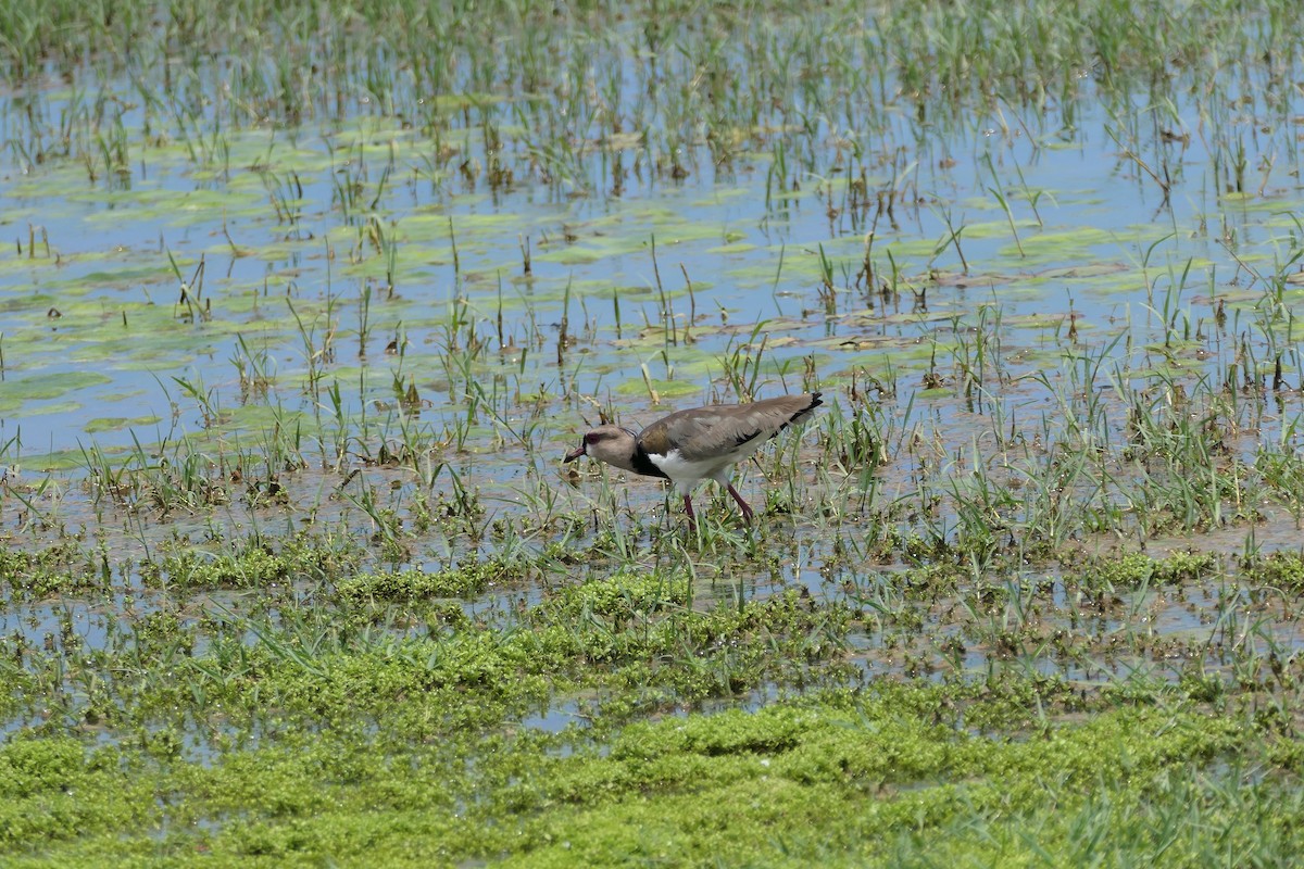 Southern Lapwing - ML623975689