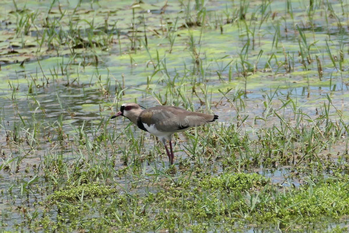 Southern Lapwing - ML623975690