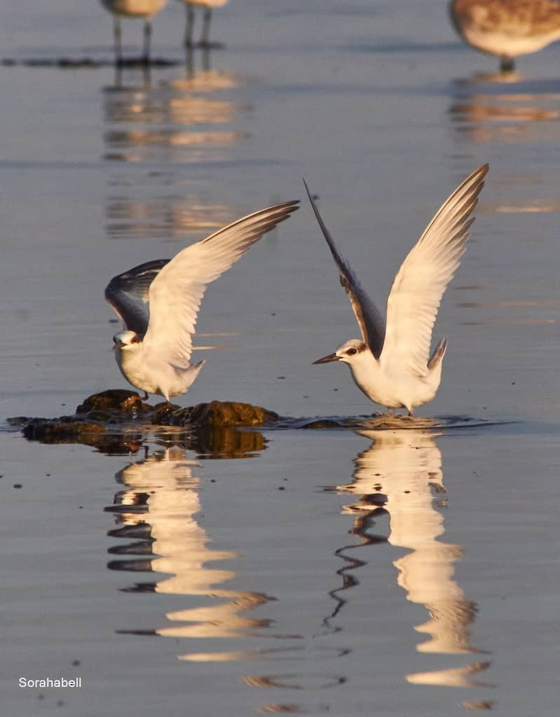 Least Tern - ML623975706