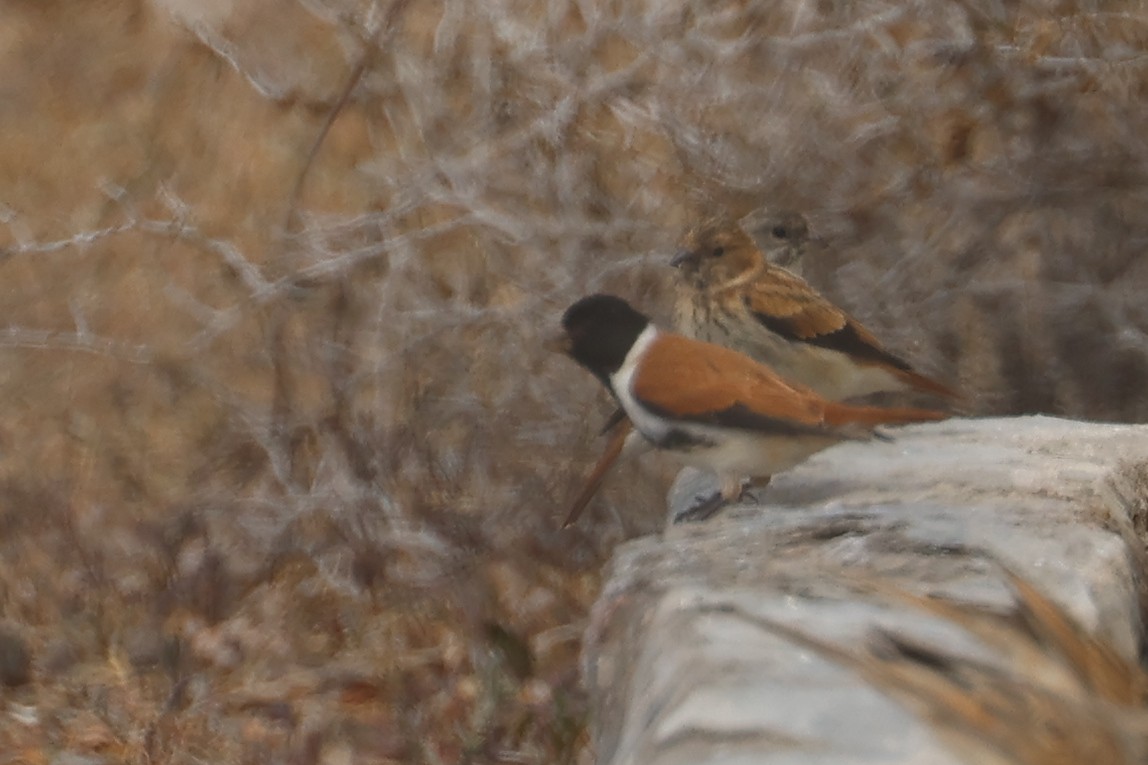 Black-headed Canary (Black-headed) - ML623975711