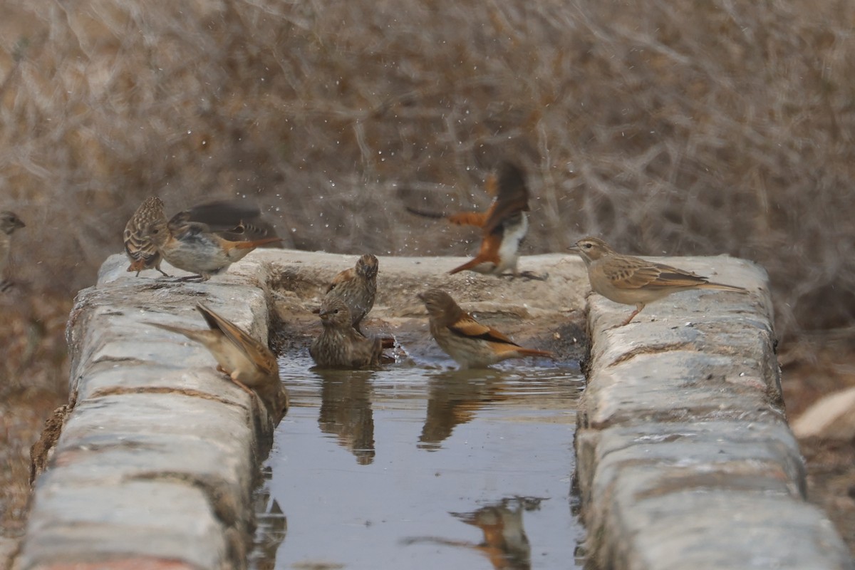 Black-headed Canary (Black-headed) - ML623975713