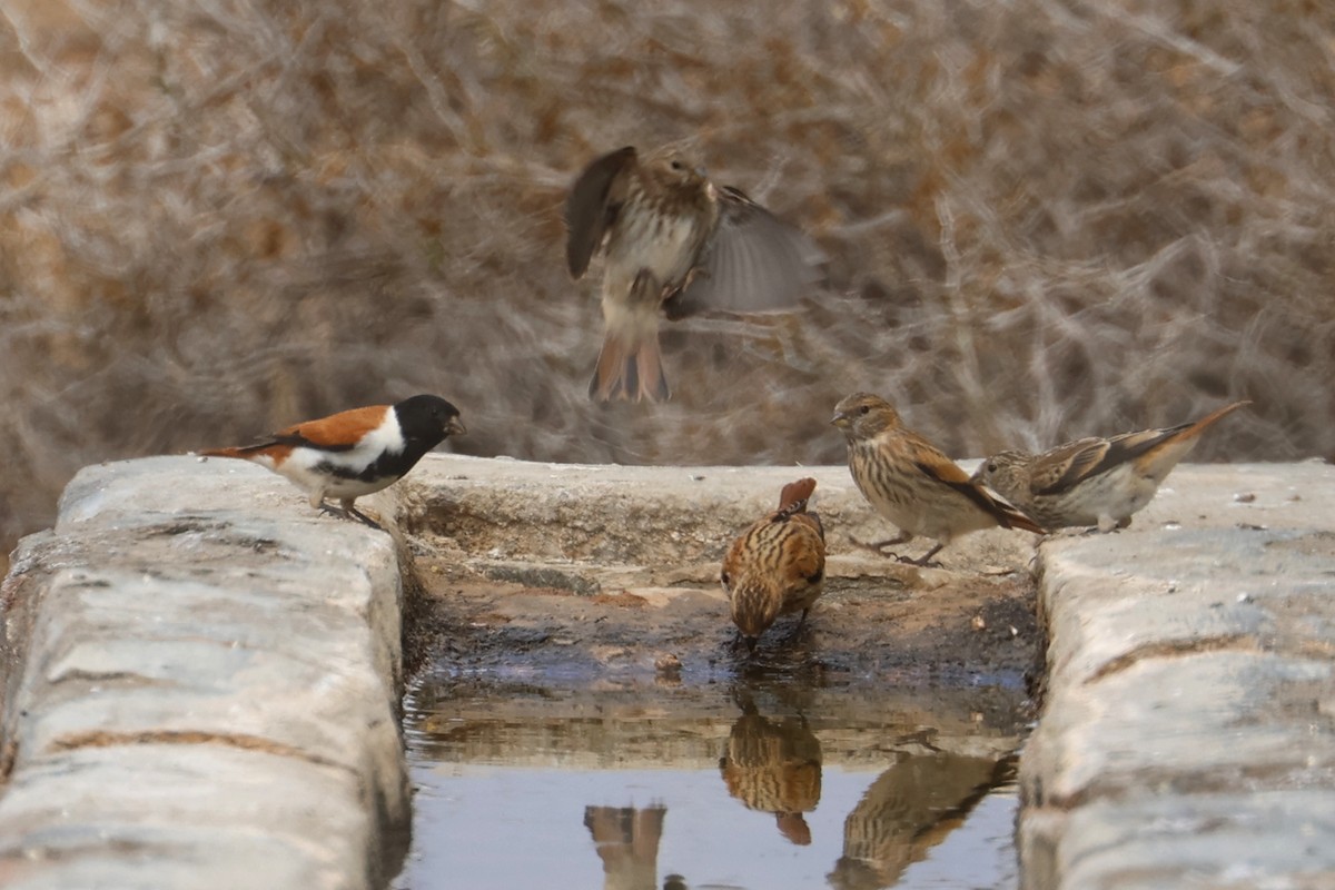 Black-headed Canary (Black-headed) - ML623975714