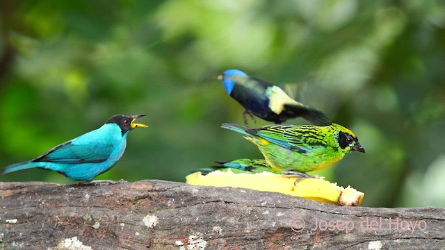 Green Honeycreeper - ML623975727