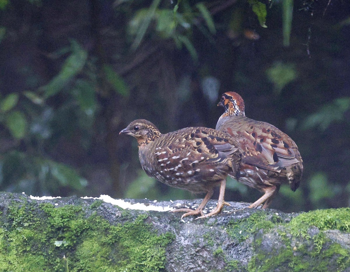 Hill Partridge - ML623975729