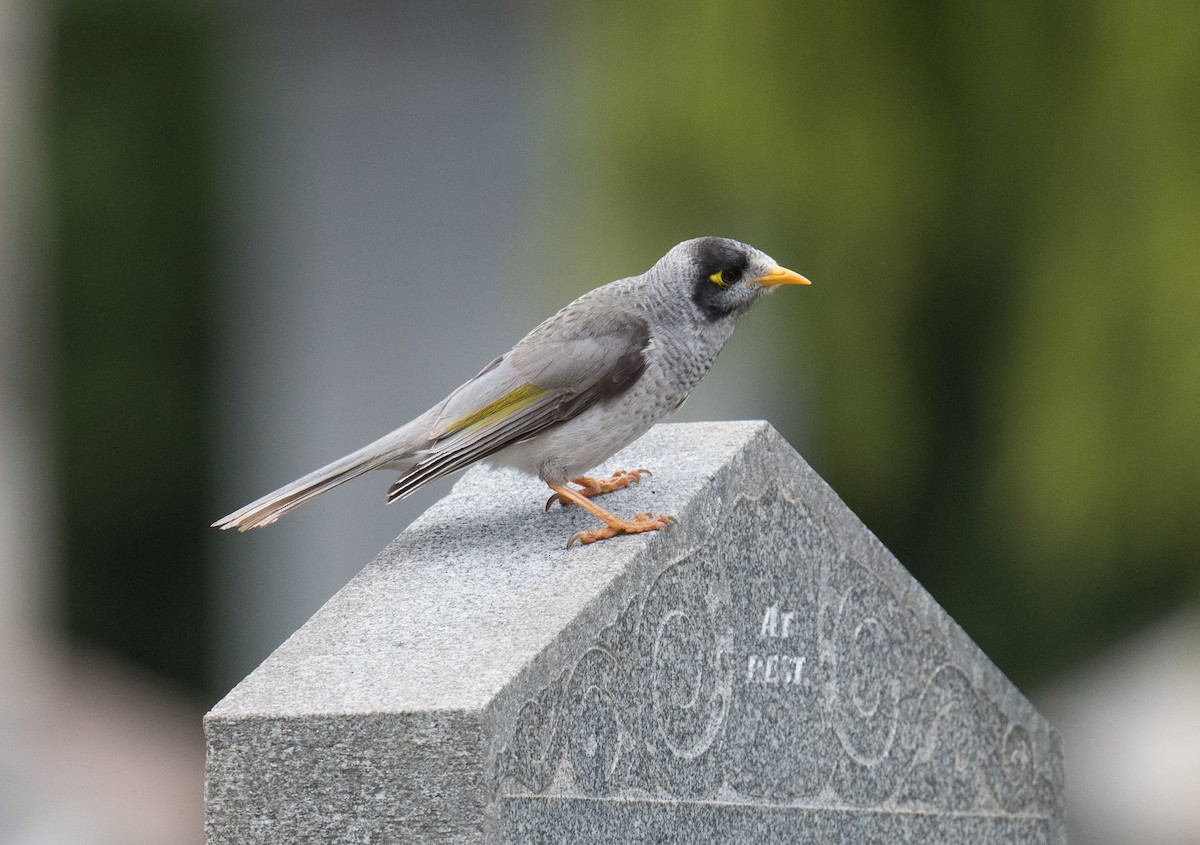 Noisy Miner - ML623975761