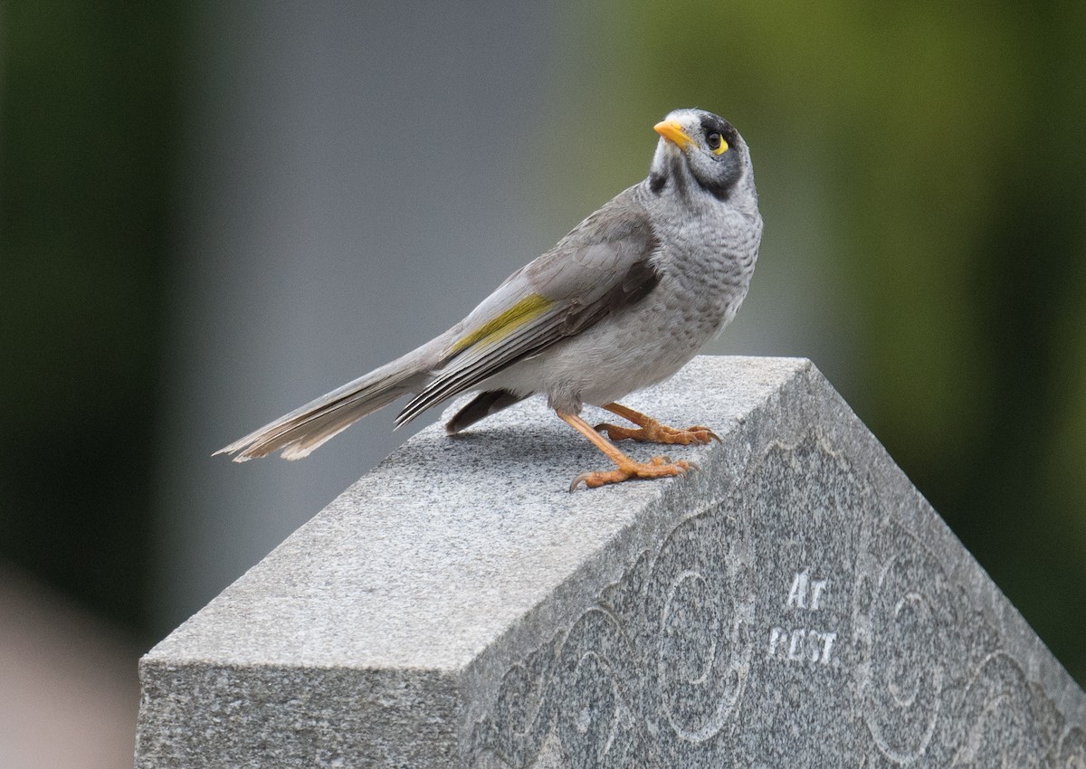 Noisy Miner - ML623975764