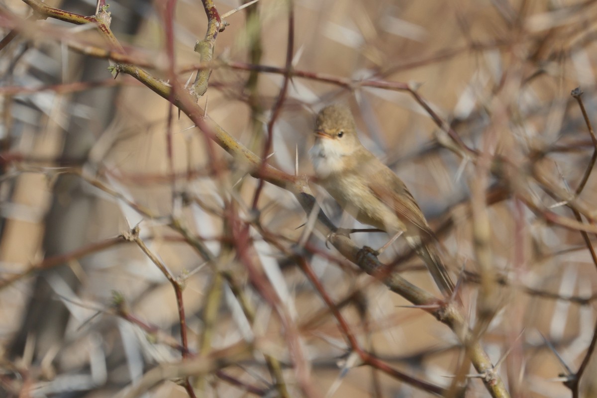 Common Reed Warbler (African) - Charley Hesse TROPICAL BIRDING