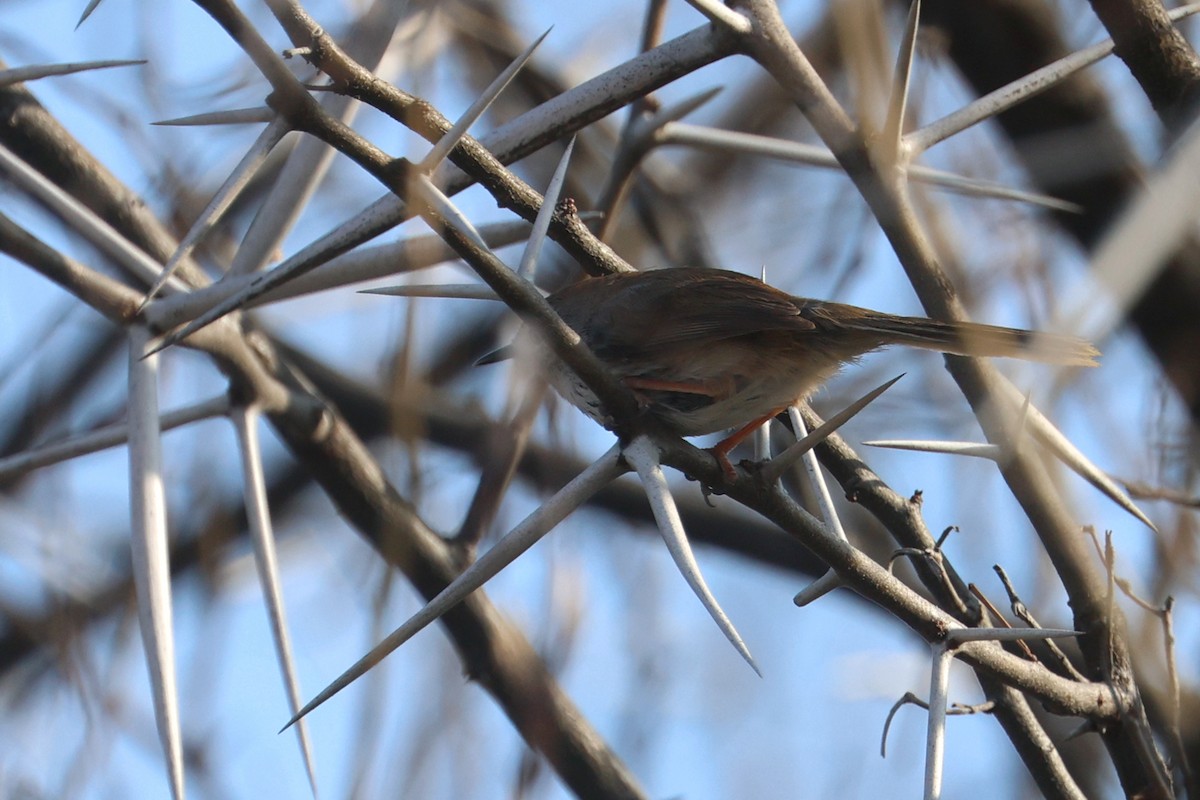 Namaqua Warbler - ML623975780