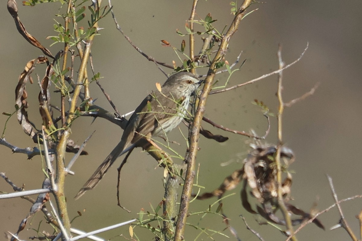 Karoo Prinia - ML623975781