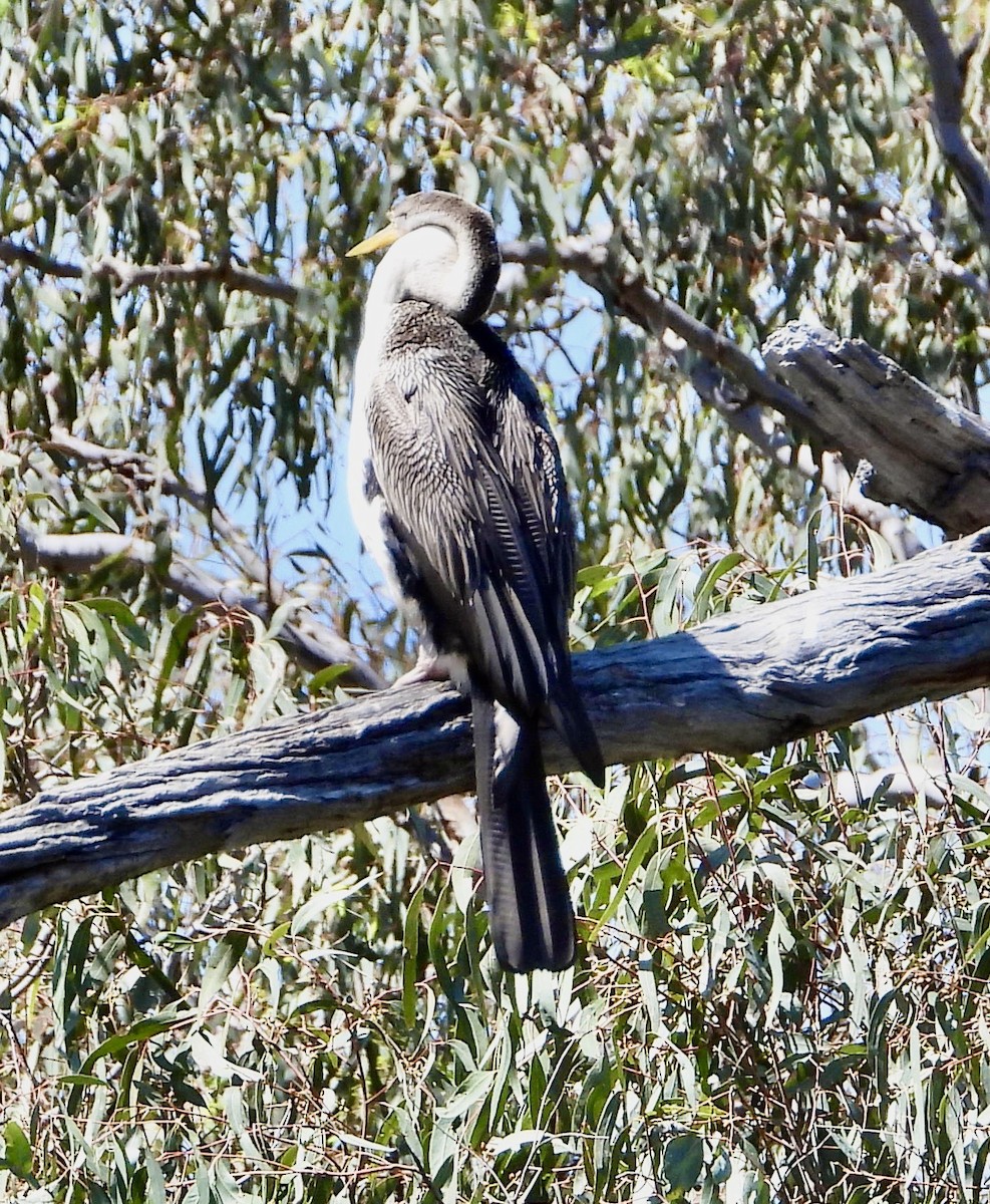 Australasian Darter - ML623975785