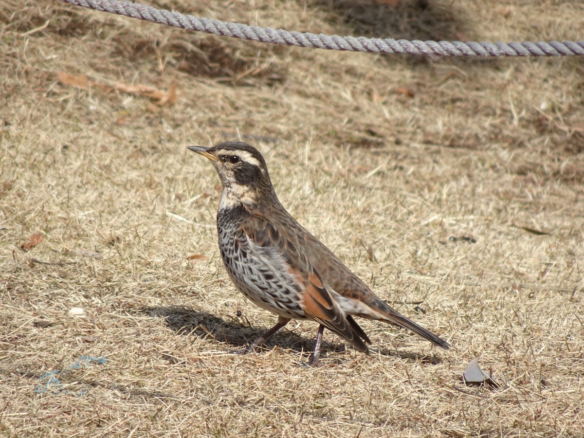 Dusky Thrush - ML623975796