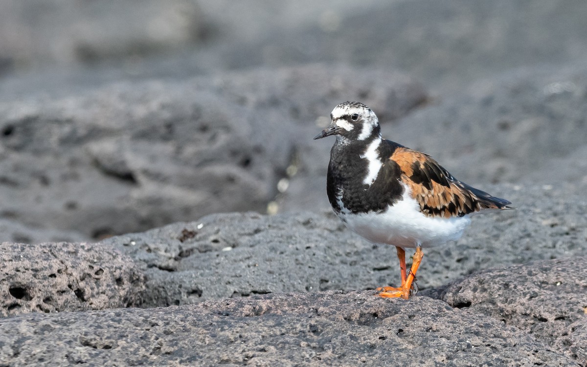 Ruddy Turnstone - ML623975801