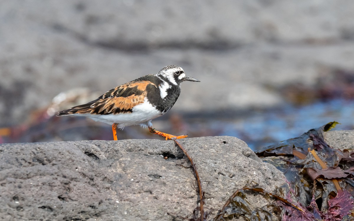 Ruddy Turnstone - ML623975802