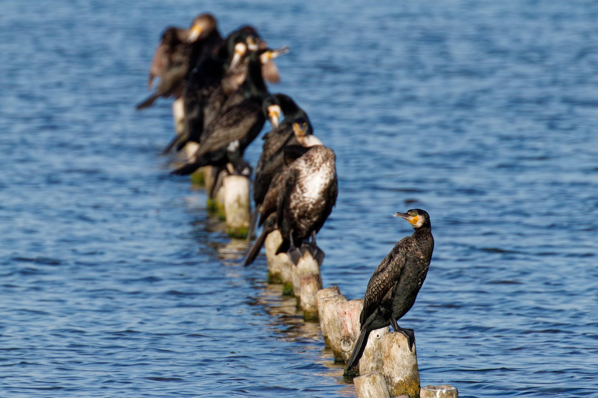 Great Cormorant - Serge Monneret