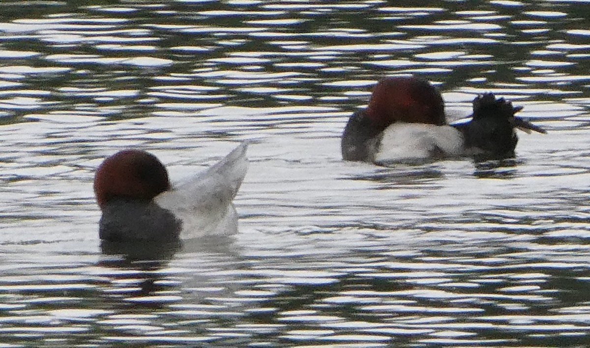 Common Pochard - ML623975827