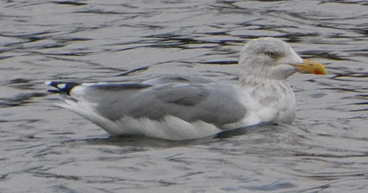 セグロカモメ（argentatus／argenteus） - ML623975832