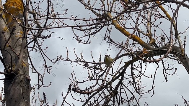 Pardalote Estriado (substriatus) - ML623975844