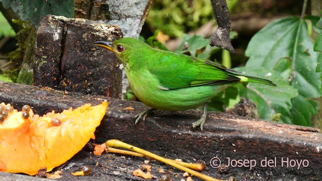 Mielerito Verde - ML623975845