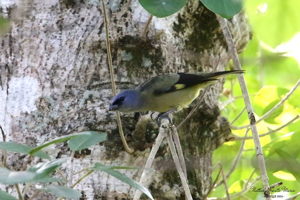 Tangara Aliamarilla - ML623975849