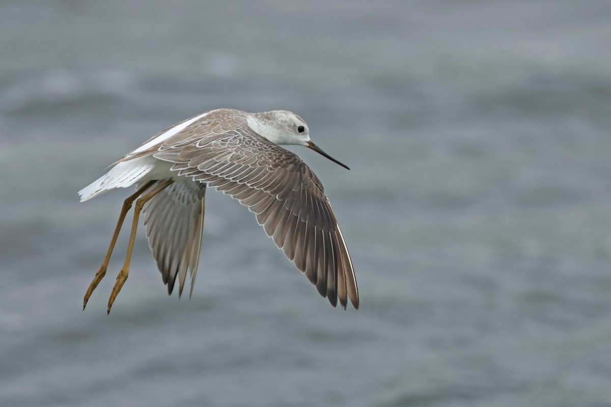 Marsh Sandpiper - ML623975872