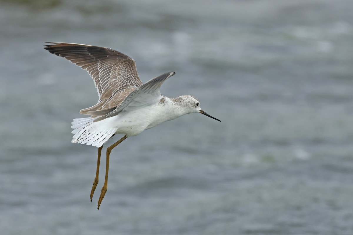 Marsh Sandpiper - Dave Bakewell