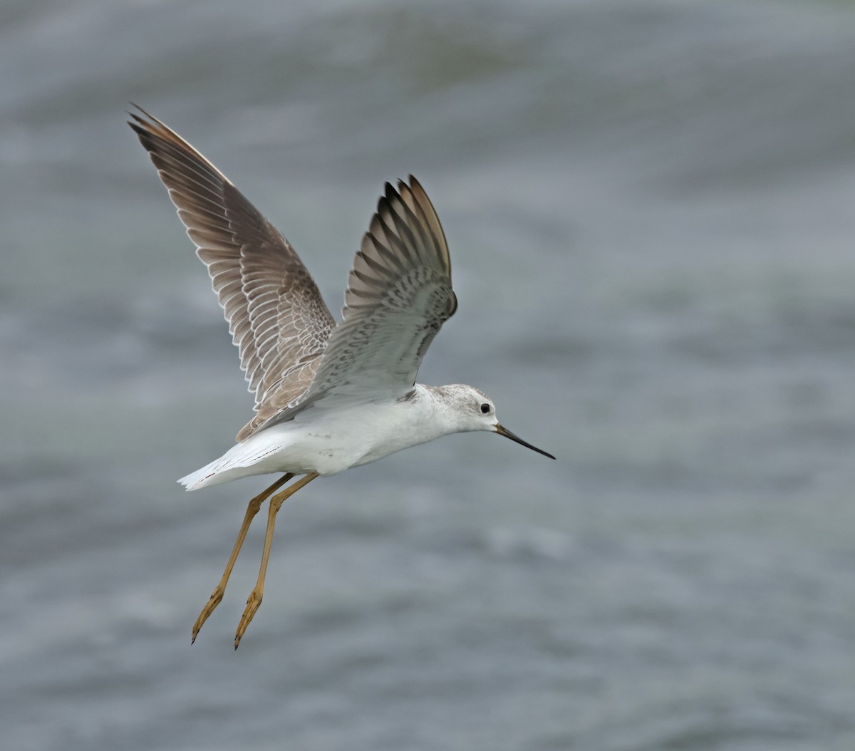 Marsh Sandpiper - ML623975877