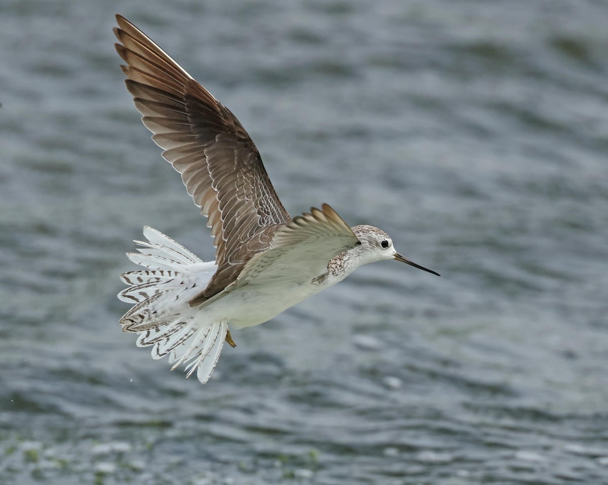 Marsh Sandpiper - ML623975878