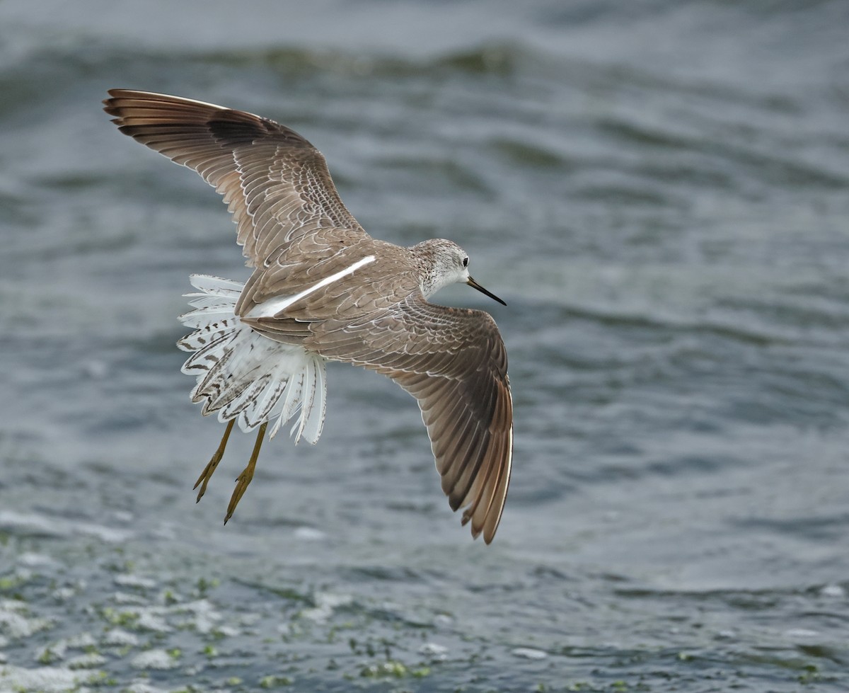 Marsh Sandpiper - ML623975879