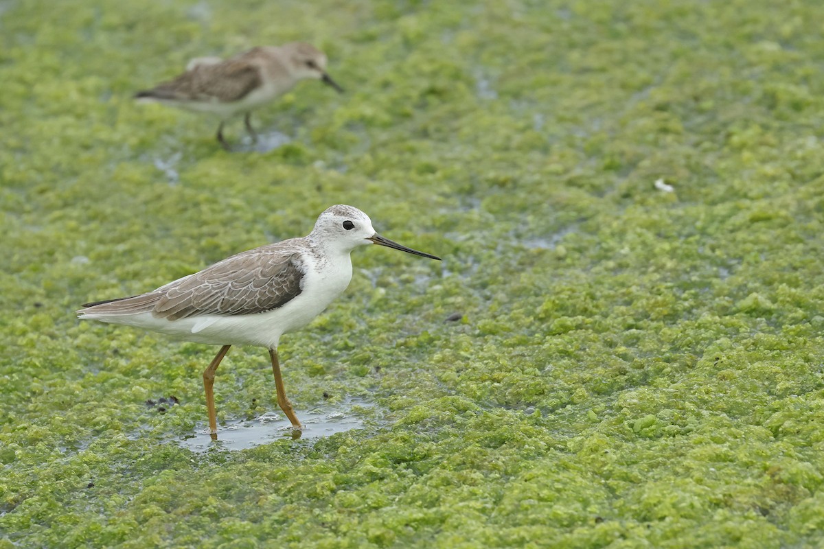 Marsh Sandpiper - ML623975880