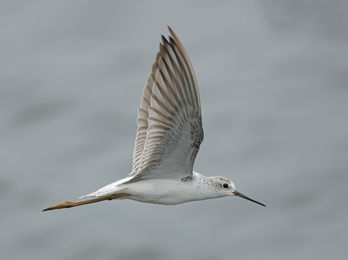 Marsh Sandpiper - Dave Bakewell