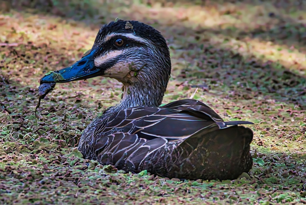 Canard à sourcils - ML623975883