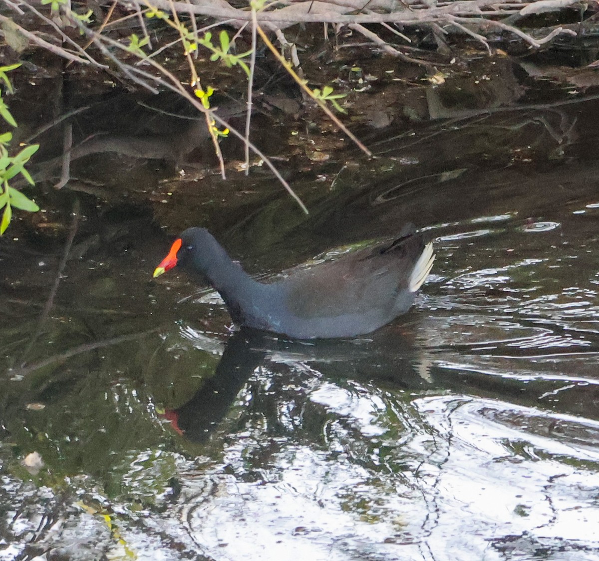 Dusky Moorhen - ML623975894