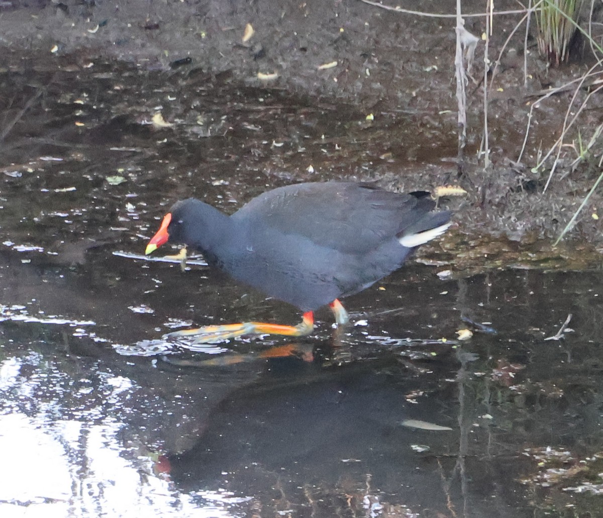 Dusky Moorhen - Alison Cavanagh