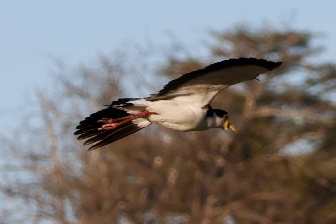 Masked Lapwing - ML623975897