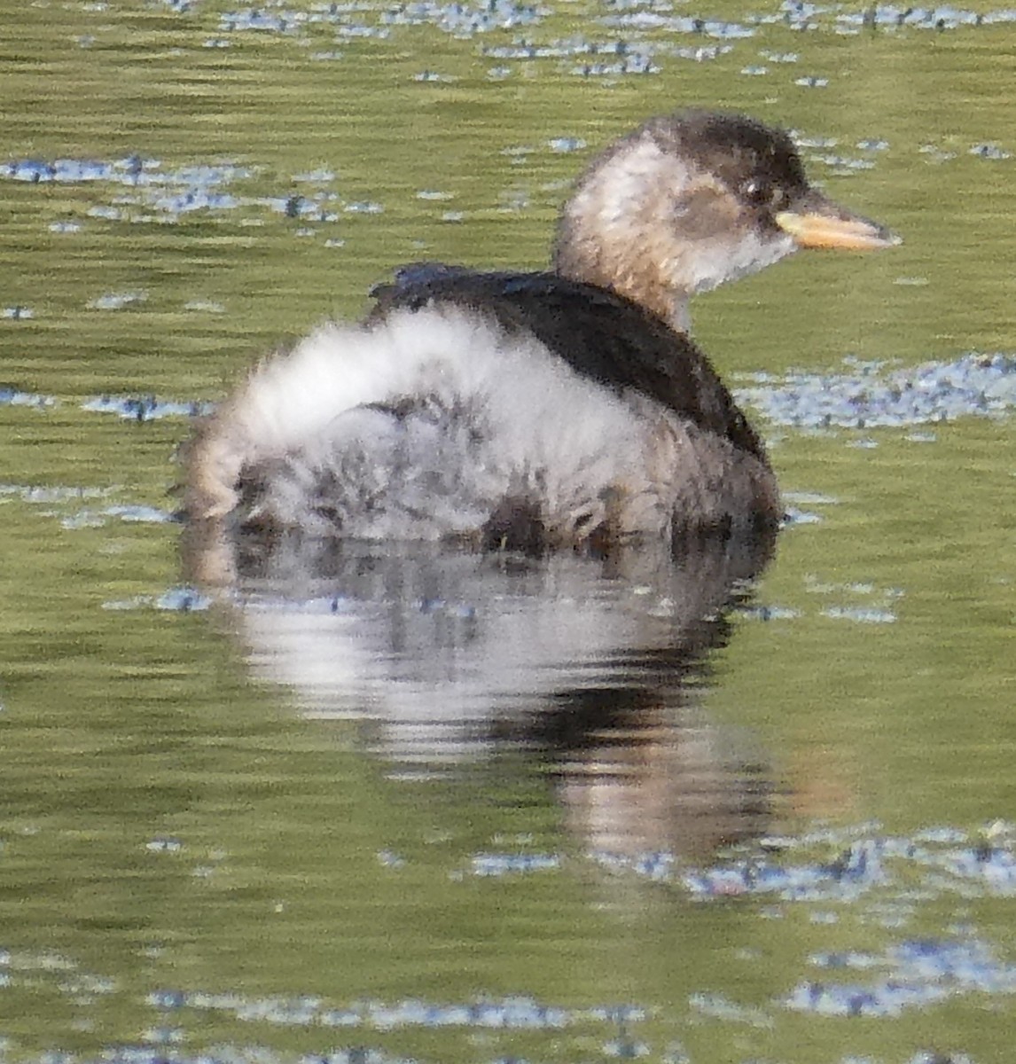 Little Grebe (Little) - ML623975898