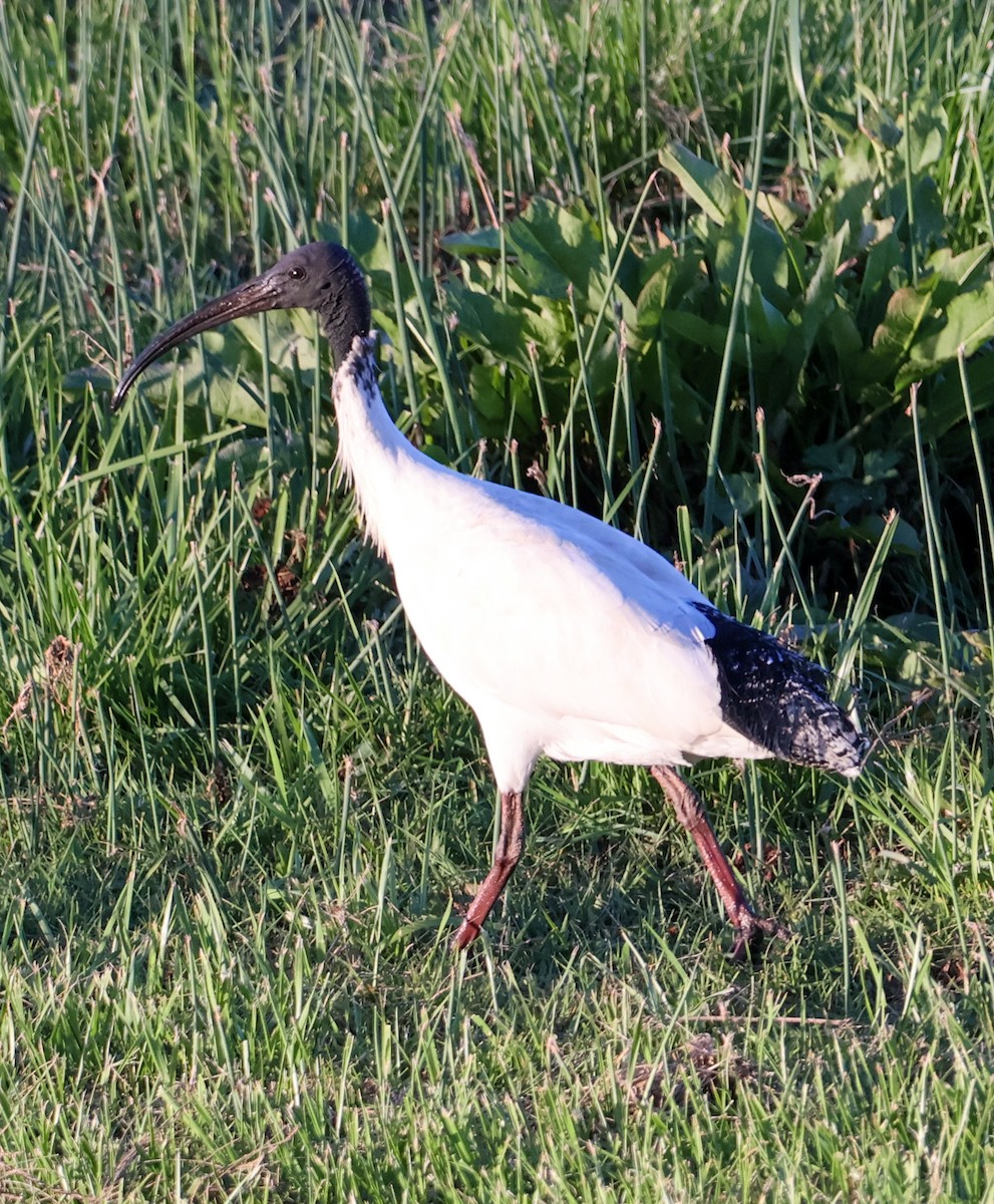 Australian Ibis - Alison Cavanagh