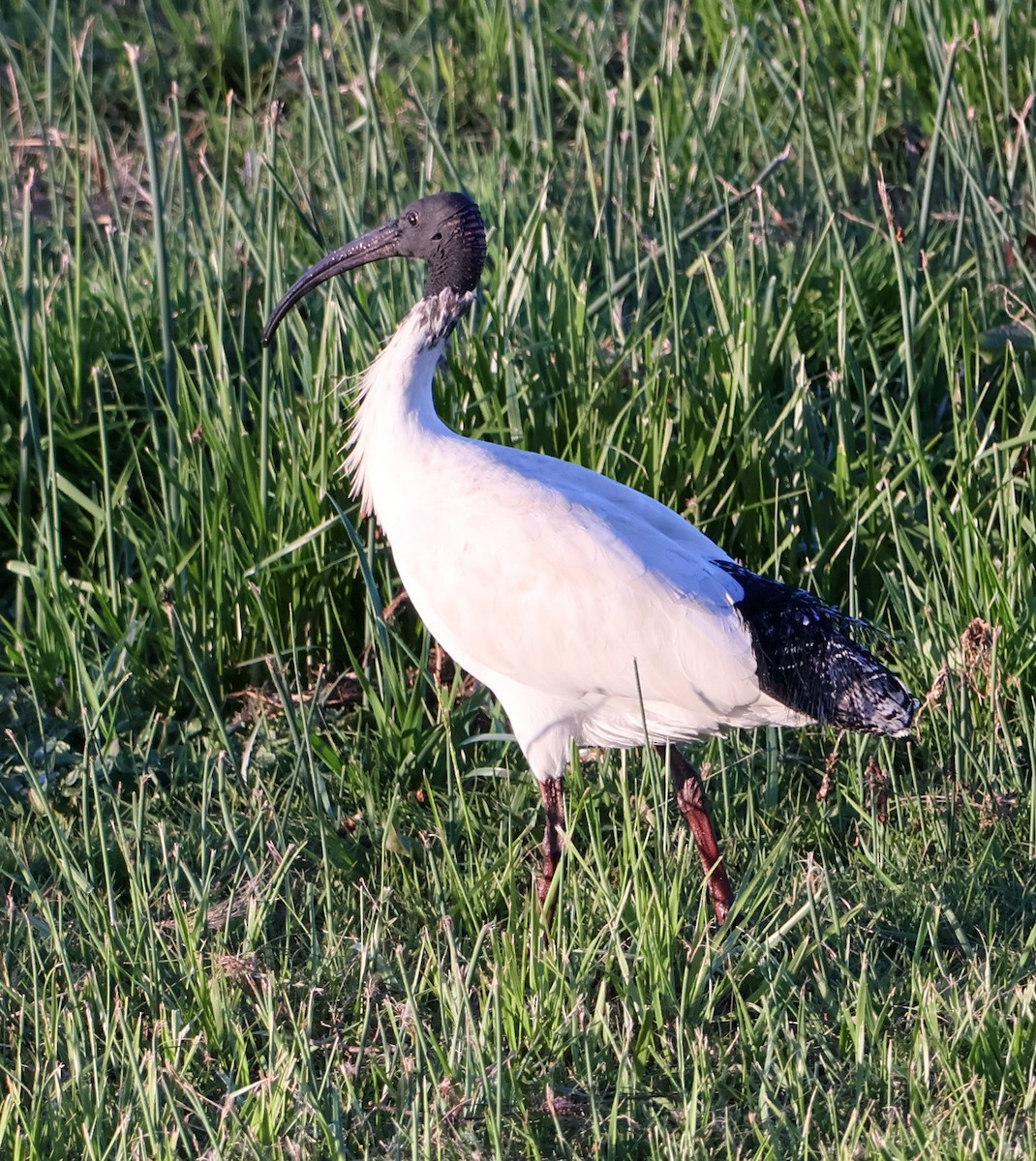 Australian Ibis - ML623975904