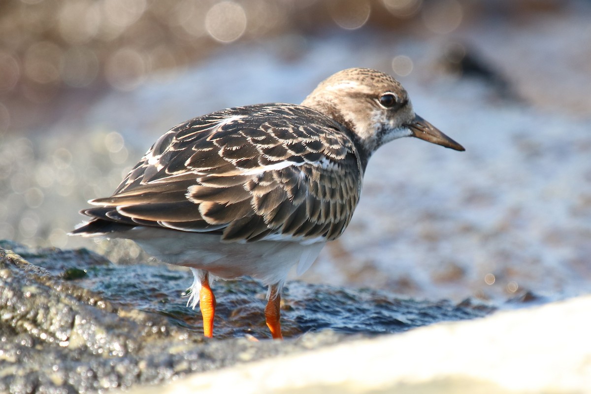 Ruddy Turnstone - ML623975906