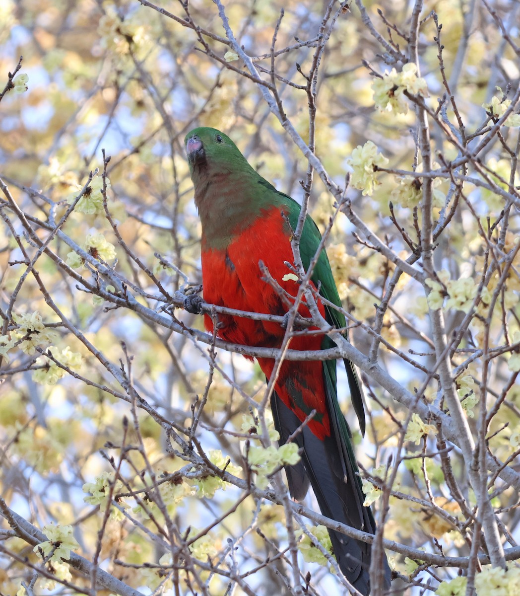 Australian King-Parrot - Alison Cavanagh