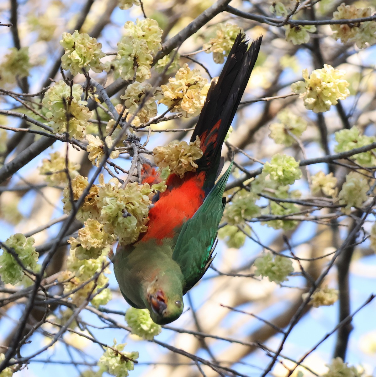 Australian King-Parrot - ML623975917