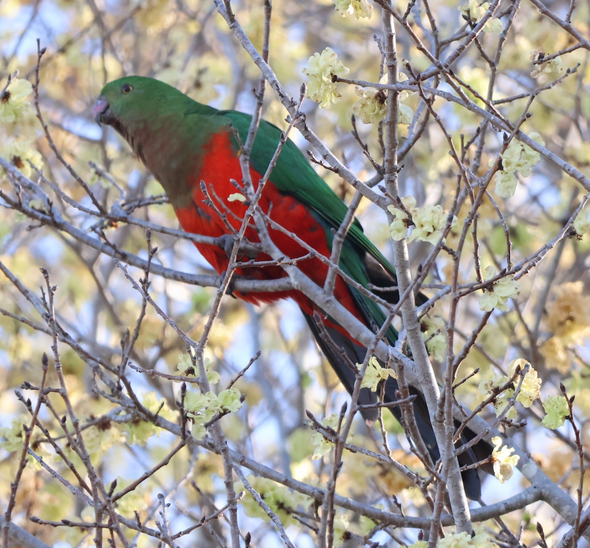 Australian King-Parrot - ML623975918