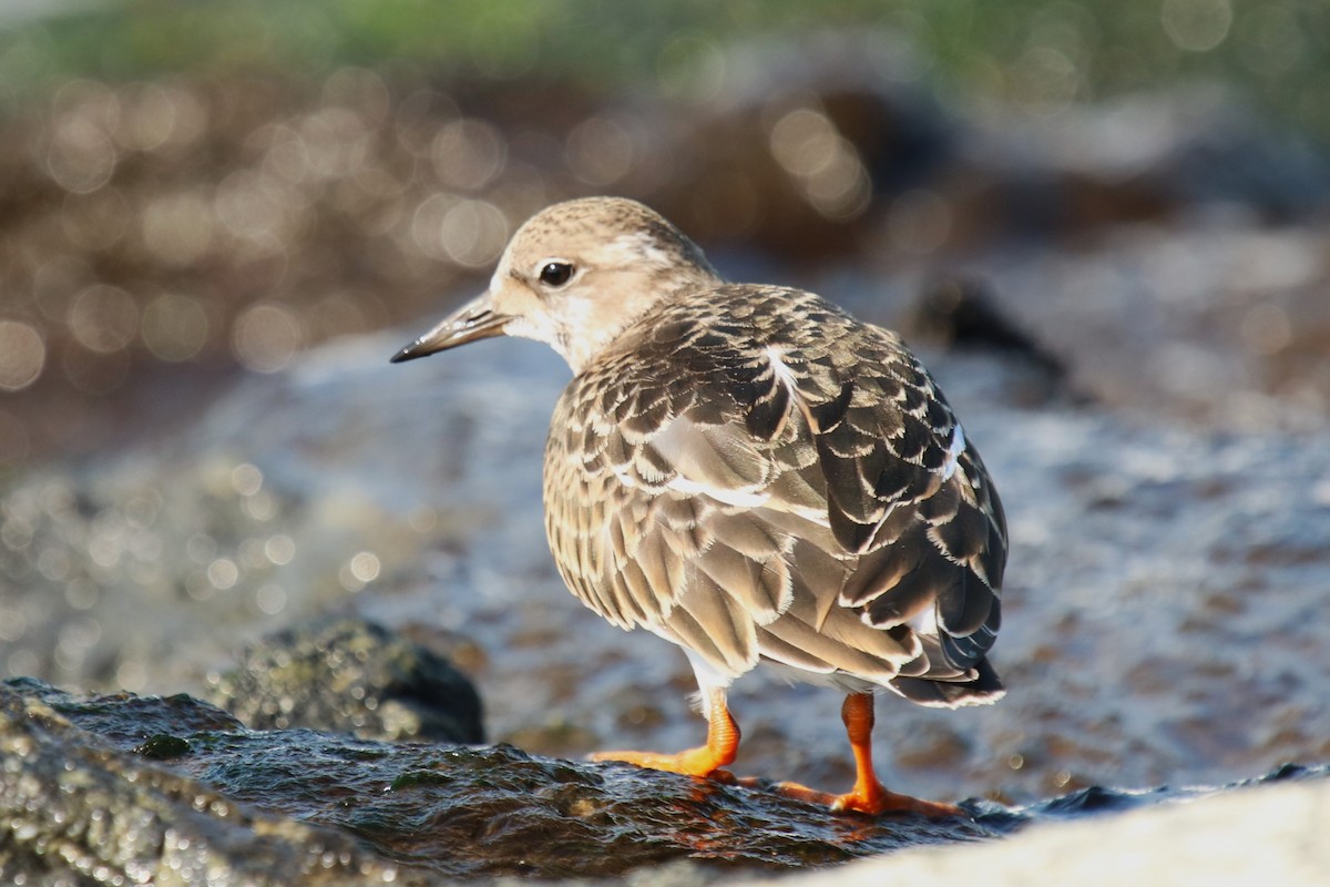 Ruddy Turnstone - ML623975920