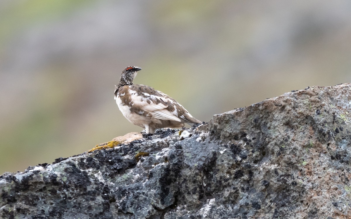 Rock Ptarmigan - ML623975929