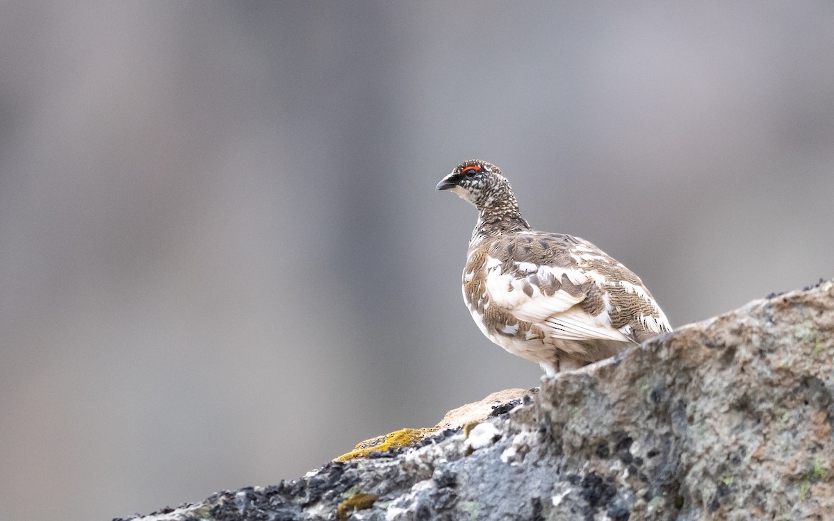 Rock Ptarmigan - ML623975930