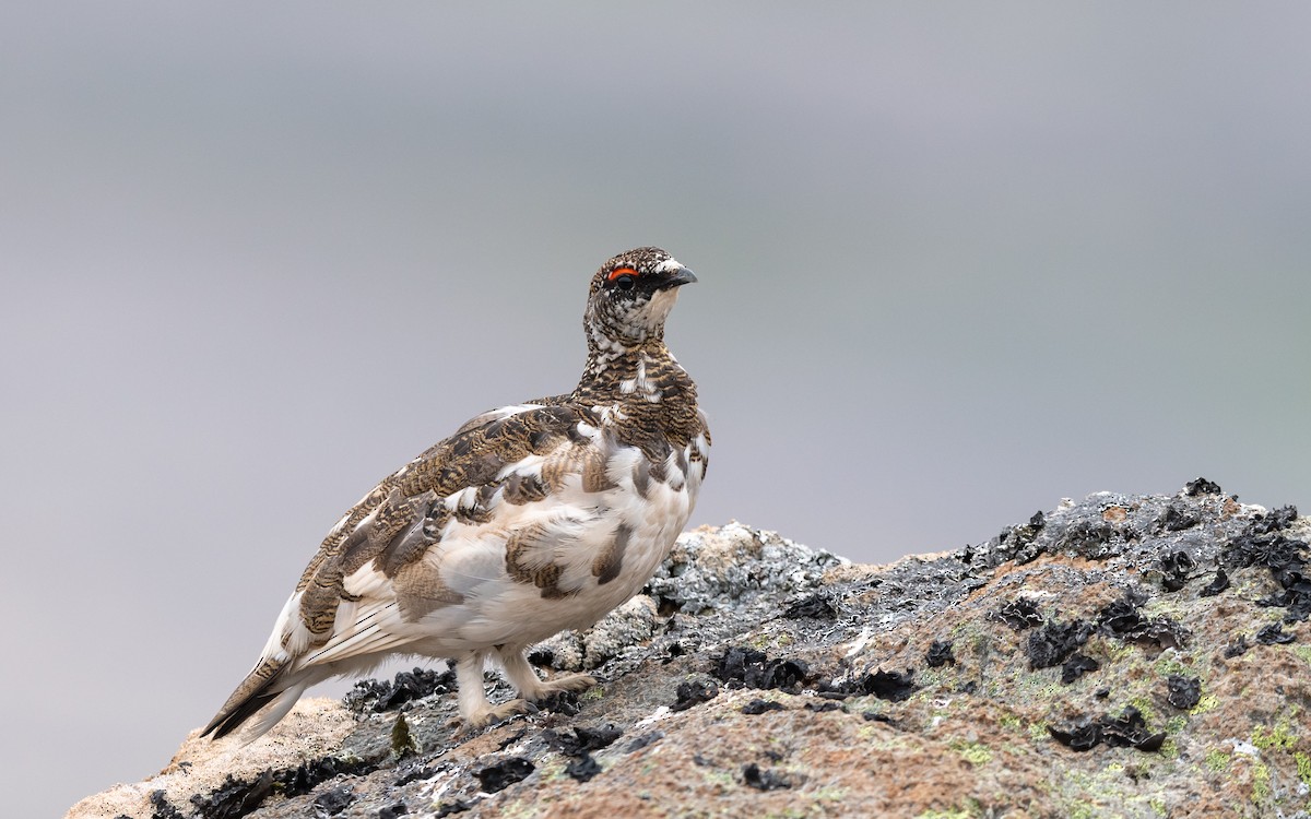 Rock Ptarmigan - ML623975932