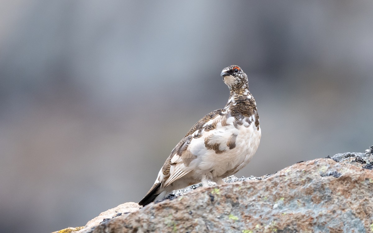 Rock Ptarmigan - Serge Horellou