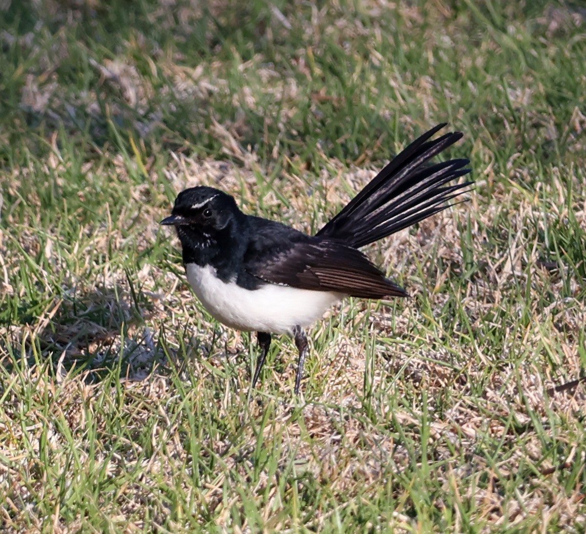 Willie-wagtail - ML623975938