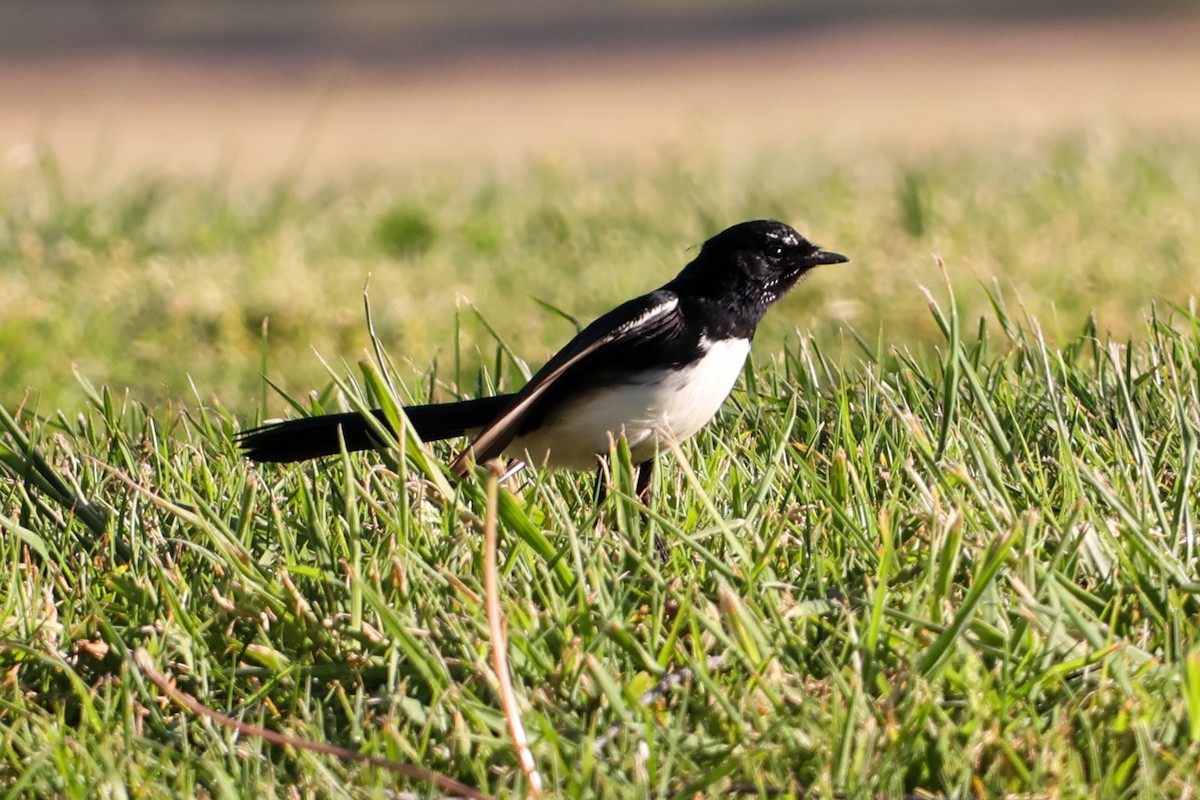 Willie-wagtail - ML623975939